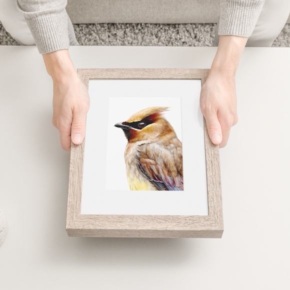 Watercolor Cedar Waxwing Bird Portrait Wall Art Print, Unframed - Vibrant Nature - Picture 6 of 7